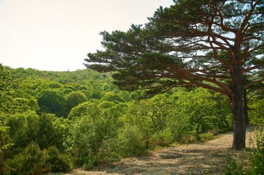Dağdaki sonbahar ağacı.