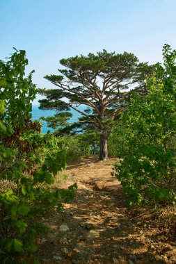 Dağdaki sonbahar ağacı.