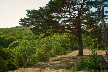 Dağdaki sonbahar ağacı.