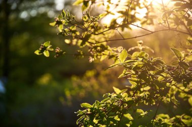Ağacın yakın plan görünümündeki yapraklar