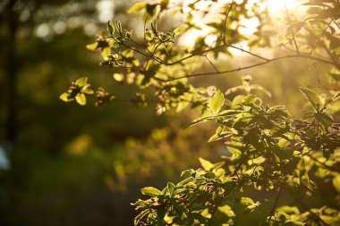 Ağacın yakın plan görünümündeki yapraklar