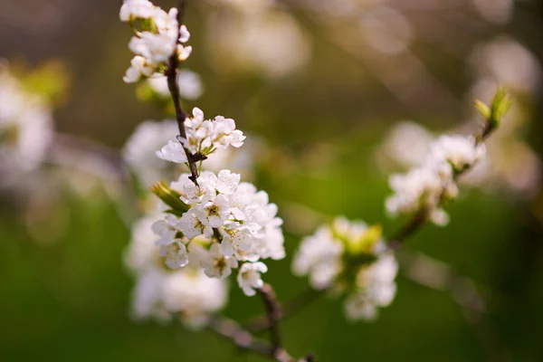 Branche de floraison — Photo