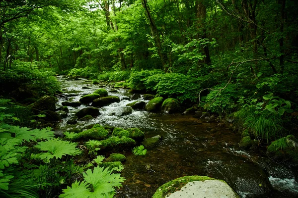 Vista Panorâmica Rio Musgo Floresta — Fotografia de Stock