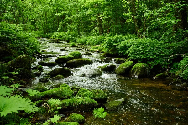 Vista Panorâmica Rio Musgo Floresta — Fotografia de Stock