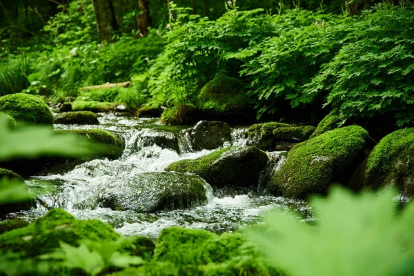 Scenic View River Moss Forest — Stock Photo, Image