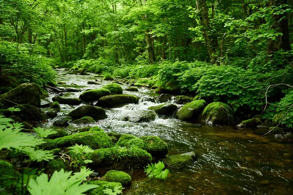 Vista Panorâmica Rio Musgo Floresta — Fotografia de Stock