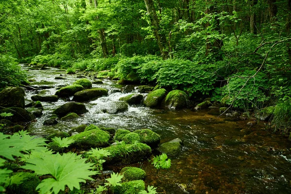 Vista Panorâmica Rio Musgo Floresta — Fotografia de Stock