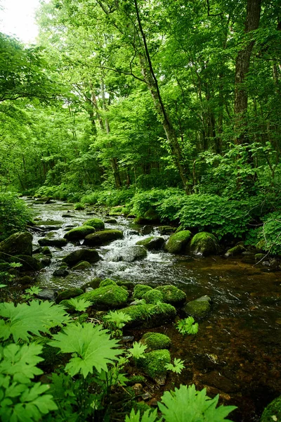 Vista Panorâmica Rio Musgo Floresta — Fotografia de Stock