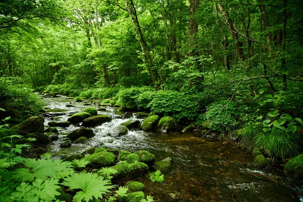 Malebný Pohled Řeku Mech Lese — Stock fotografie