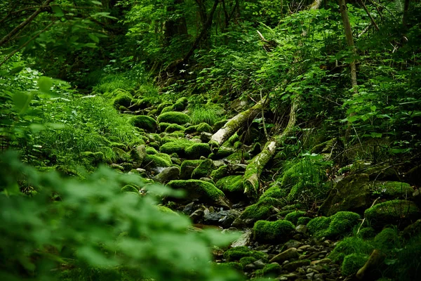 Vista Panorâmica Musgo Verde Floresta Samambaias — Fotografia de Stock