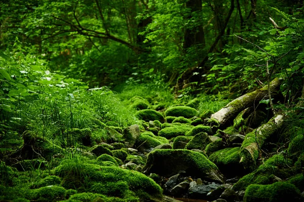 Vista Panorámica Del Bosque Verde Musgo Helechos —  Fotos de Stock