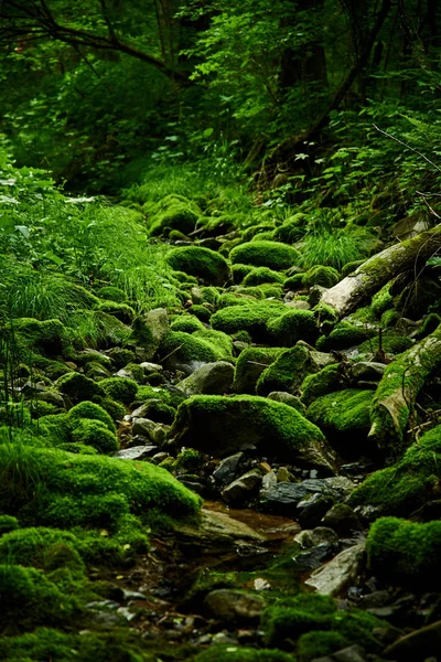 Vista Panorámica Del Bosque Verde Musgo Helechos —  Fotos de Stock