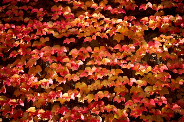 Outono Folhas Vermelhas Vista Close — Fotografia de Stock