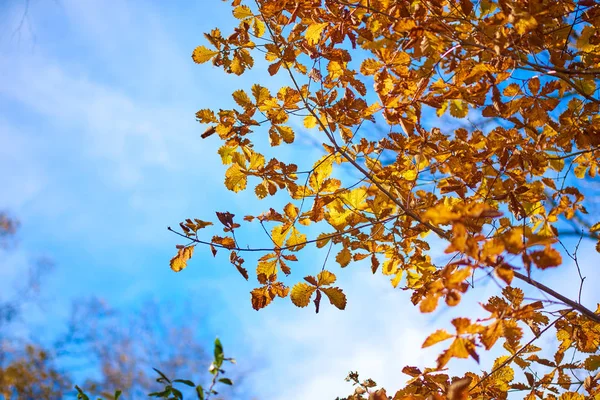 Widok Bliska Kolorowych Jesiennych Liści — Zdjęcie stockowe