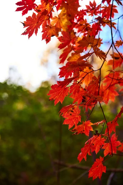 Renkli Sonbahar Yapraklarının Yakın Görüntüsü — Stok fotoğraf