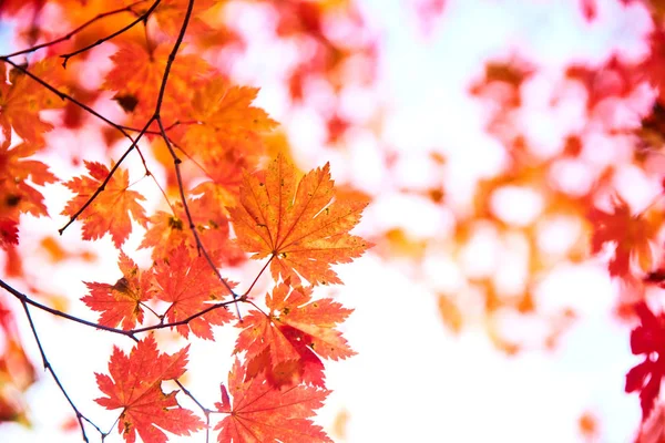 Close Van Kleurrijke Herfstbladeren — Stockfoto