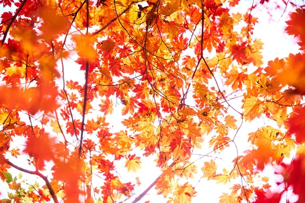 Vue Rapprochée Des Feuilles Automne Colorées — Photo