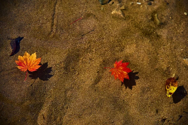 Autumn Leaves Water Surface — Stock Photo, Image