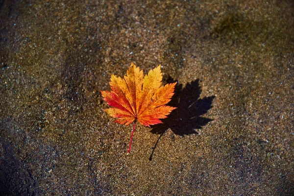 Folhas Outono Superfície Água — Fotografia de Stock