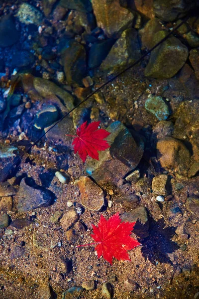 Podzimní Listy Vodní Hladině — Stock fotografie