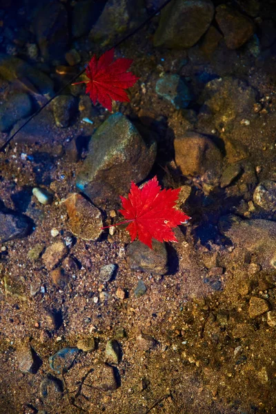 Autumn Leaves Water Surface — Stock Photo, Image