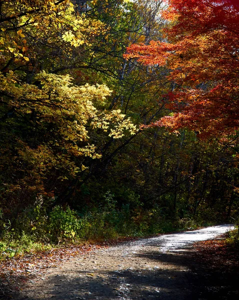 Schöne Farben Herbstlichen Wald — Stockfoto