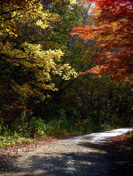 Schöne Farben Herbstlichen Wald — Stockfoto