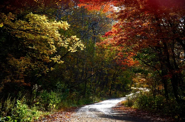 Schöne Farben Herbstlichen Wald — Stockfoto