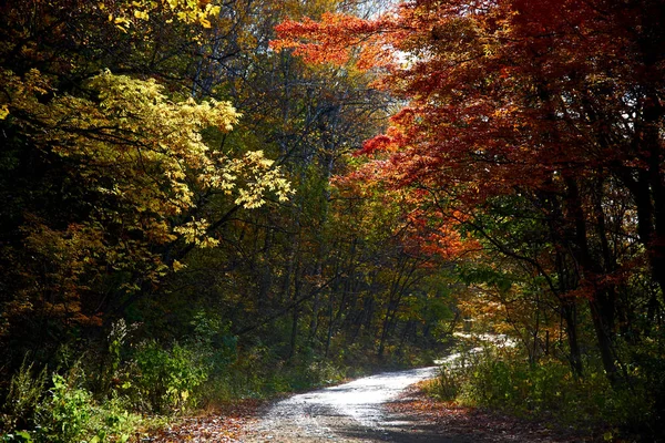 Cores Bonitas Floresta Outono — Fotografia de Stock