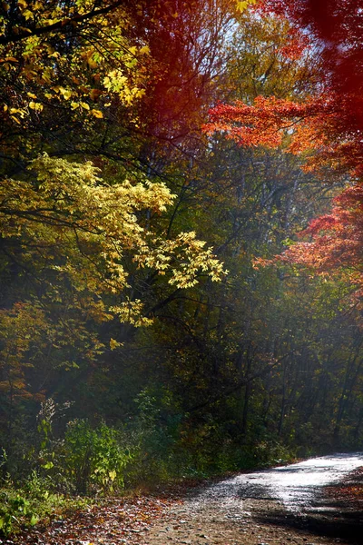 Cores Bonitas Floresta Outono — Fotografia de Stock
