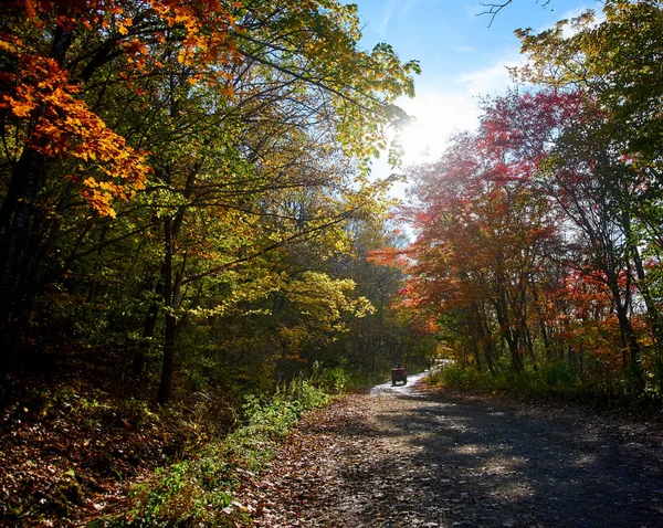 Gyönyörű Színek Őszi Erdőben — Stock Fotó