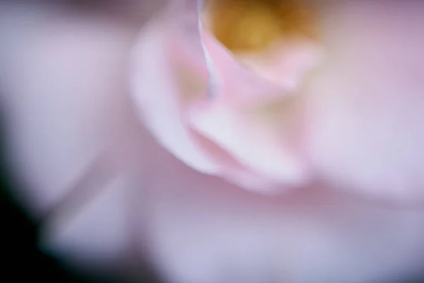 Piękny Kwiat Makro Widok — Zdjęcie stockowe
