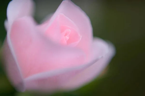 Vista Cerca Rosa Rosa Flor — Foto de Stock