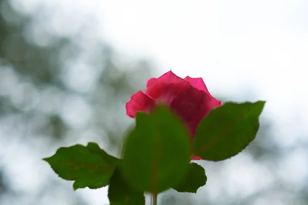 Close Vista Rosa Rosa Flor — Fotografia de Stock