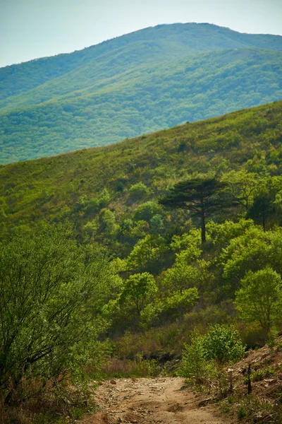 Jesienne Drzewa Zboczu Góry — Zdjęcie stockowe