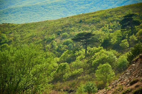 Осіннє Дерево Гірському Схилі — стокове фото