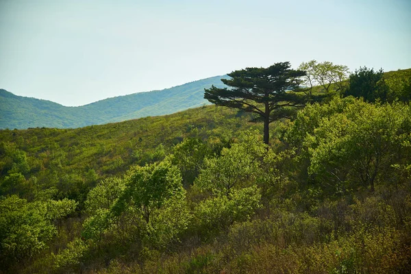 Arbre Automne Sur Une Pente Montagne — Photo