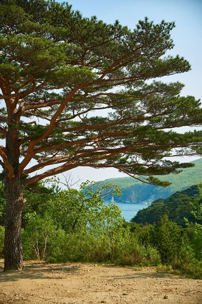 Autumn Tree Mountain Slope — Stock Photo, Image