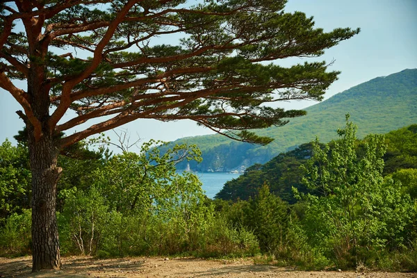 Arbre Automne Sur Une Pente Montagne — Photo