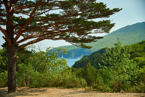 Höstträd Bergssluttning — Stockfoto