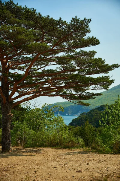 Arbre Automne Sur Une Pente Montagne — Photo