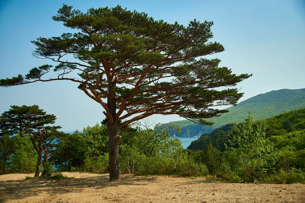 Dağdaki Sonbahar Ağacı — Stok fotoğraf