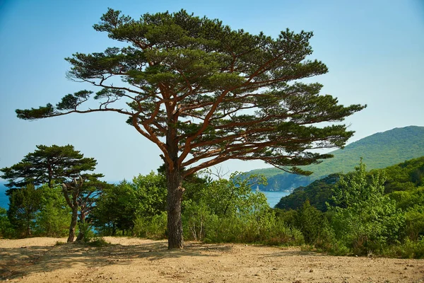 Höstträd Bergssluttning — Stockfoto