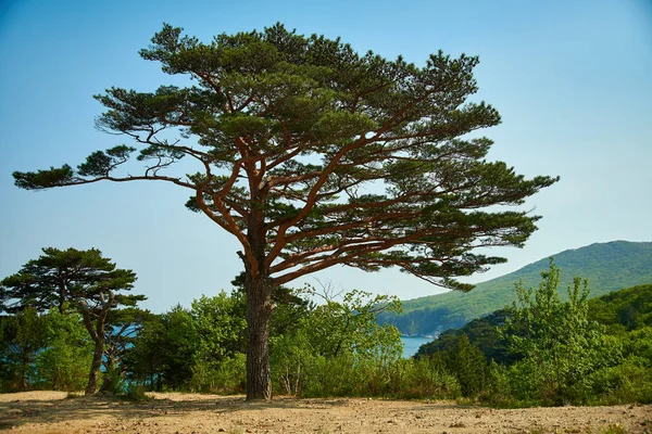 Höstträd Bergssluttning — Stockfoto