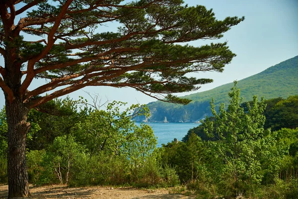 Herfstboom Een Berghelling — Stockfoto