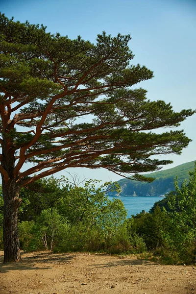 Árbol Otoño Una Ladera Montaña — Foto de Stock