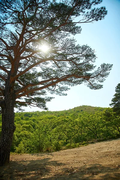 Árbol Otoño Una Ladera Montaña — Foto de Stock