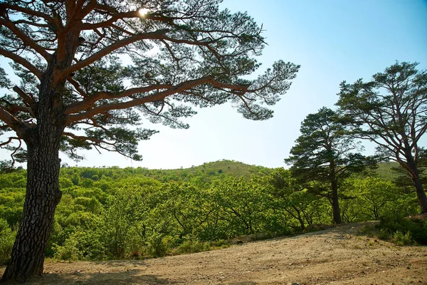 Dağdaki Sonbahar Ağacı — Stok fotoğraf