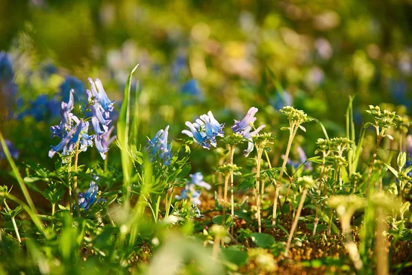 Wildblumen Auf Der Wiese Aus Nächster Nähe — Stockfoto