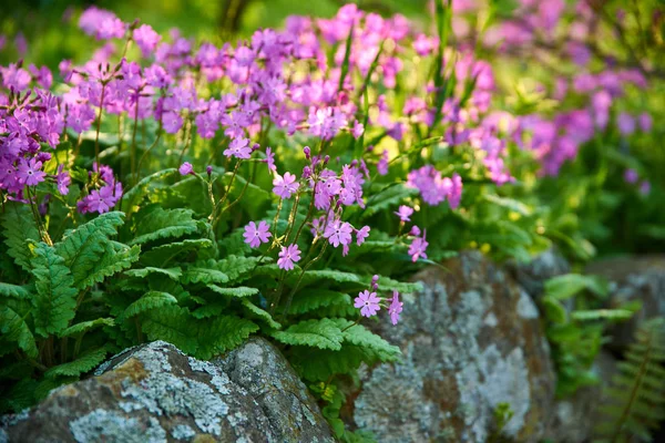 Wild Flowers Meadow Close View — ストック写真